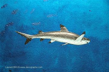 peinture d'un requin sur un mur