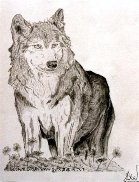 dessin au crayon d'un loup