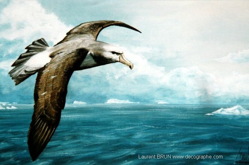 peinture d'un albatros